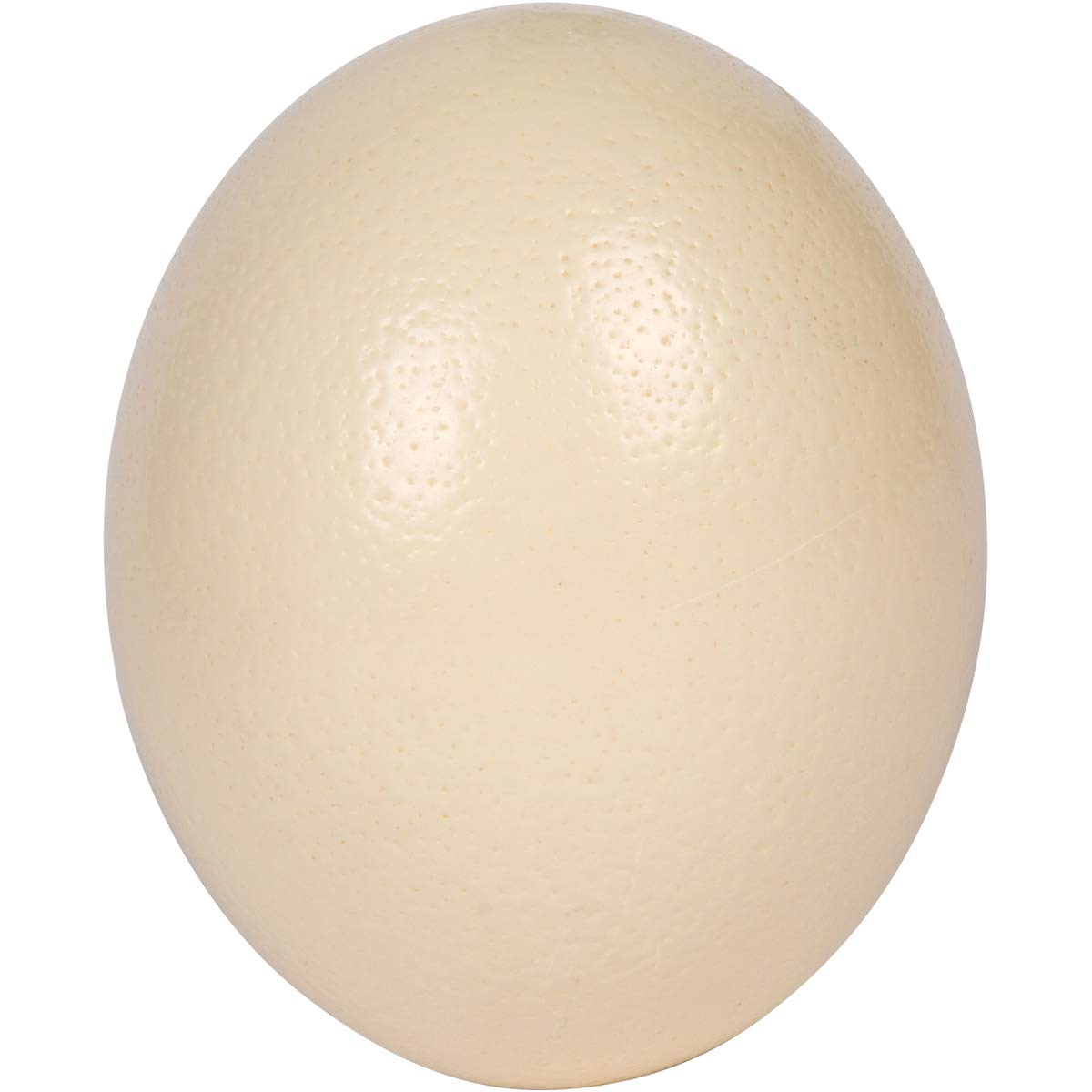 Whole Ostrich Egg Shell