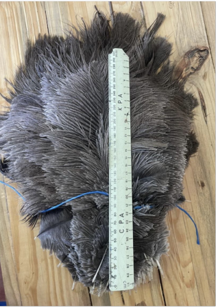 Female Medium Body 25-40 cm