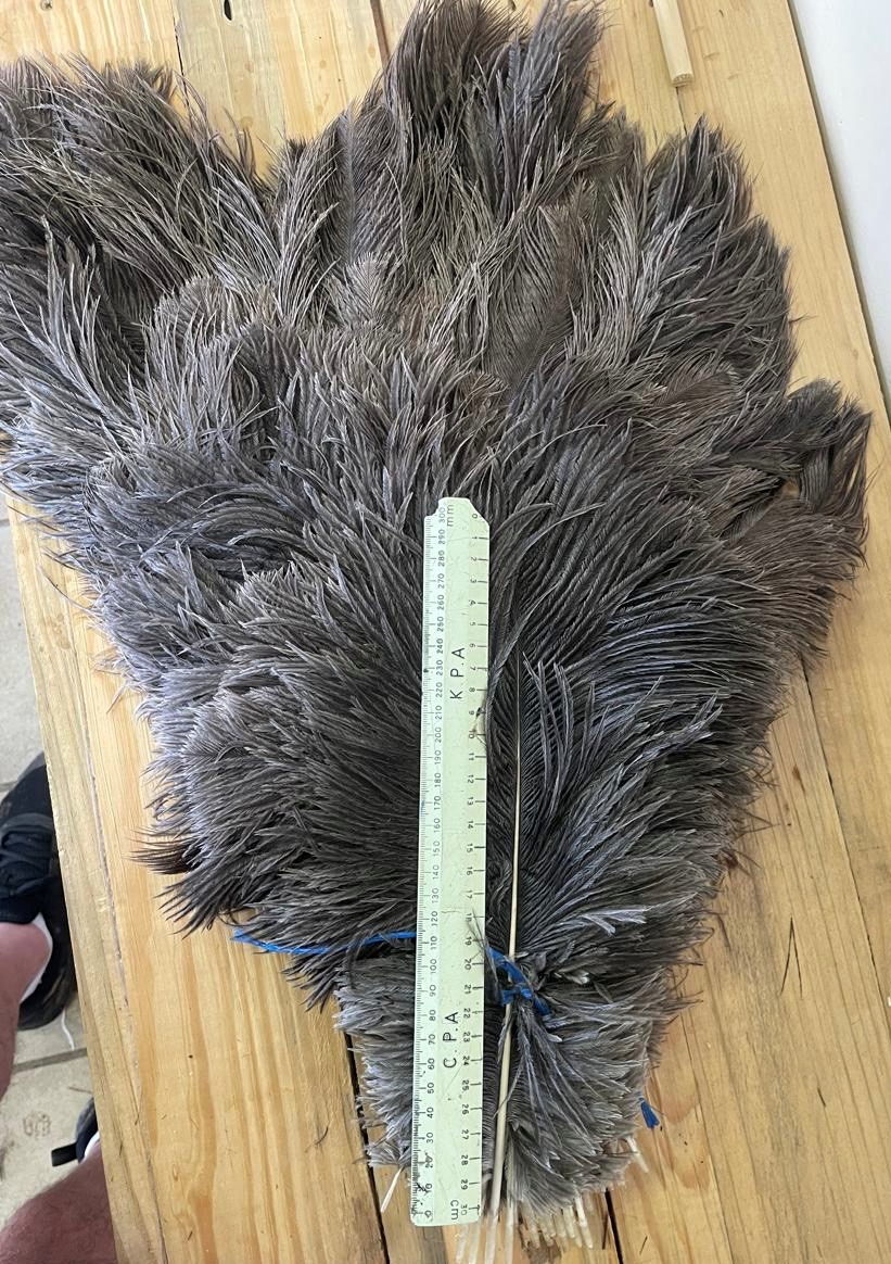 Male Long Body 40-65 cm