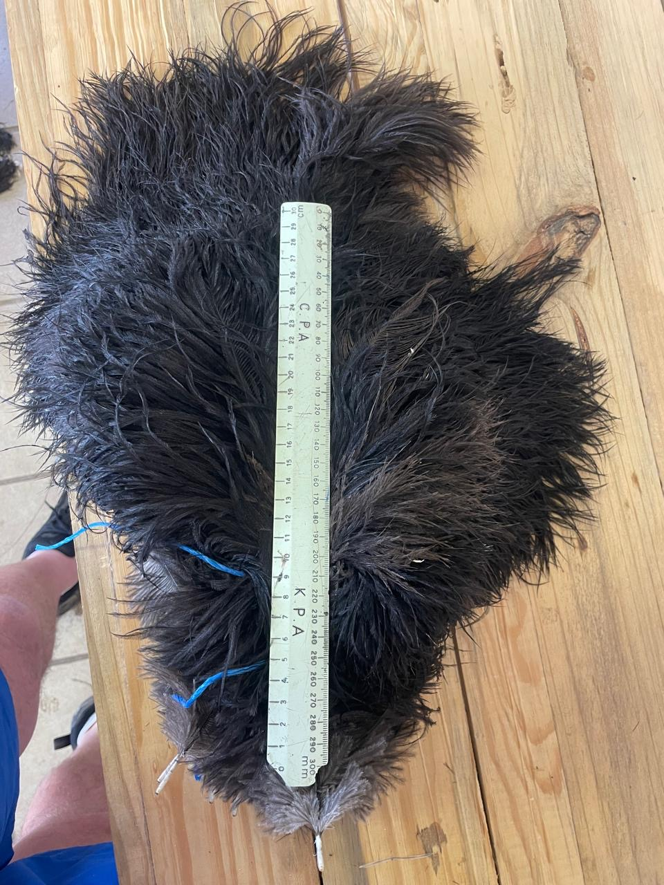 Male Medium Body 25-40 cm