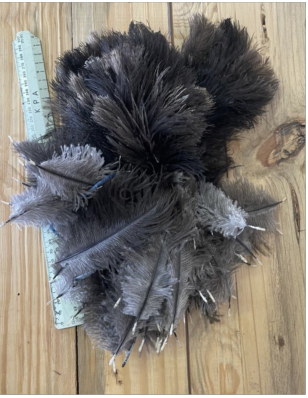 Male Short Body 15-25 cm